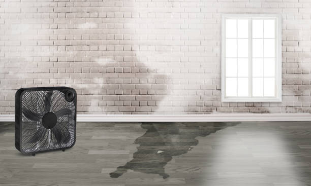 Best Local water damage restoration  in Bainbridge, PA